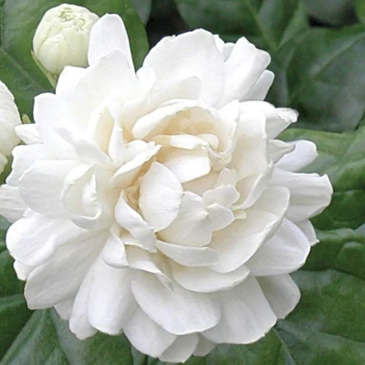 Jasmine